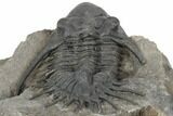 Kayserops Trilobite With Brachiopods - Bou Lachrhal, Morocco #192783-3